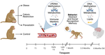 Placental Footprints of Neurodevelopment