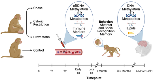 Placental Footprints of Neurodevelopment