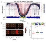 Genetic Impacts on the Epigenome