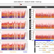 Multi-omic brain and behavioral correlates of cell-free fetal DNA methylation in macaque maternal obesity models