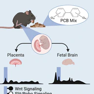 Placenta and fetal brain share a neurodevelopmental disorder DNA methylation profile in a mouse model of prenatal PCB exposure