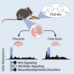 Placenta and fetal brain share a neurodevelopmental disorder DNA methylation profile in a mouse model of prenatal PCB exposure